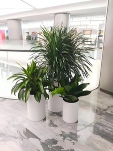 解锁前湾植物租赁专业秘籍，绿韵满家