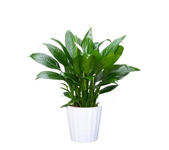 前湾植物出租价格实惠 前湾植物出租价格实惠