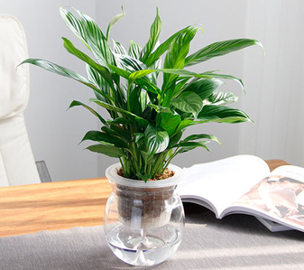 奉化花卉租赁设计 奉化花卉租赁设计