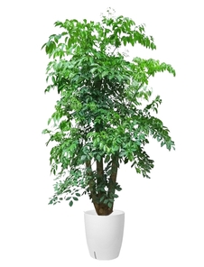 奉化绿化修剪哪家强?专业团队实力告诉你