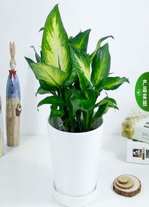 想知道杭州湾花木租摆价格?点进来!