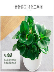 宁波海曙绿植出租服务好 宁波海曙绿植出租服务好